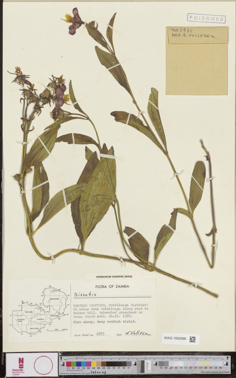 Pyrotis gilgiana