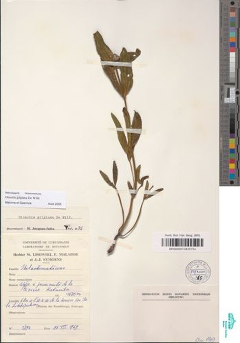 Pyrotis gilgiana photo 2