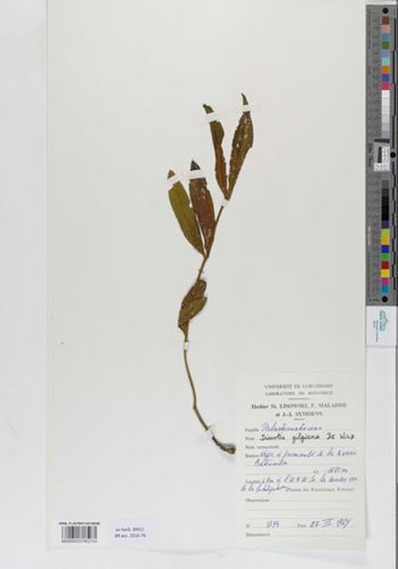 Pyrotis gilgiana photo 3