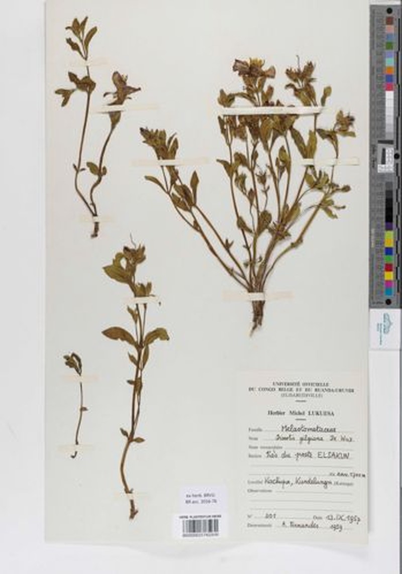 Pyrotis gilgiana photo 4