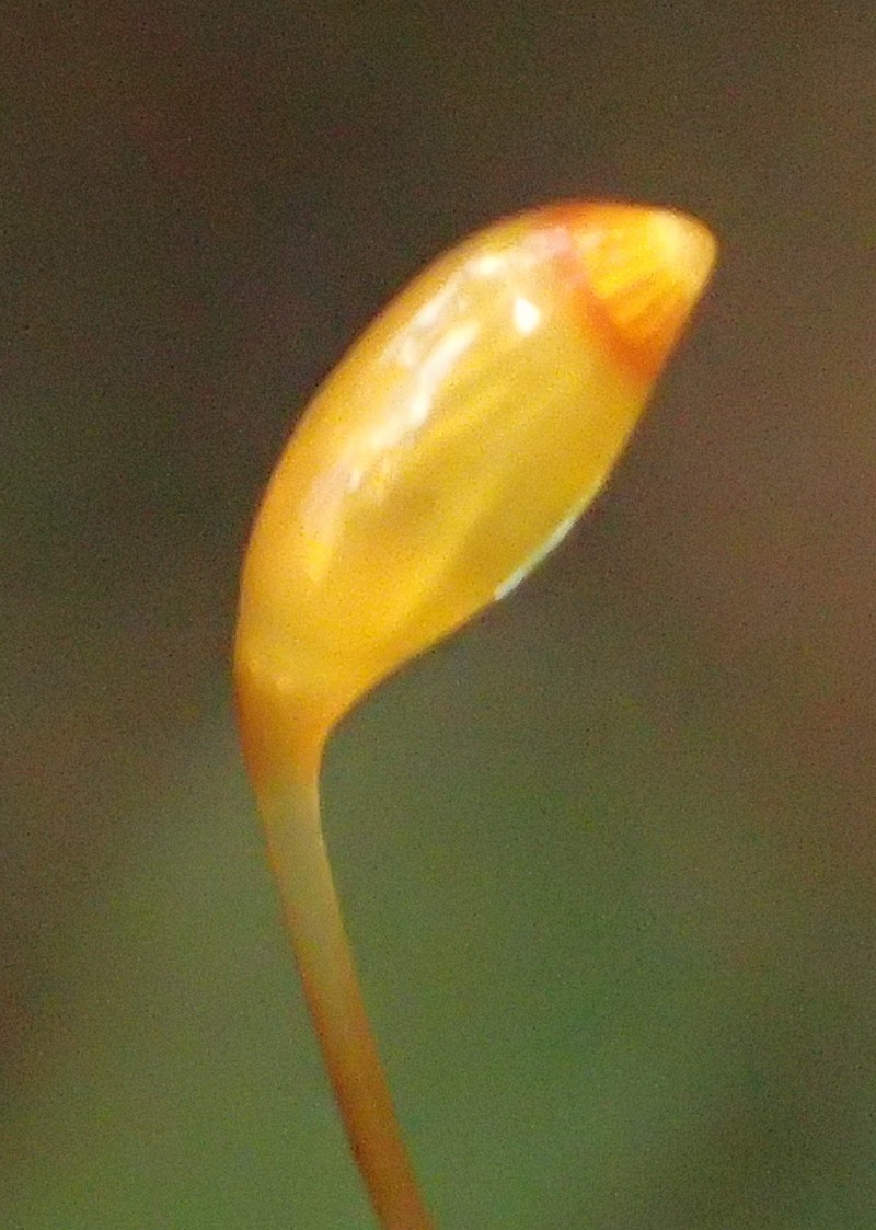 Pyrrhobryum Moss