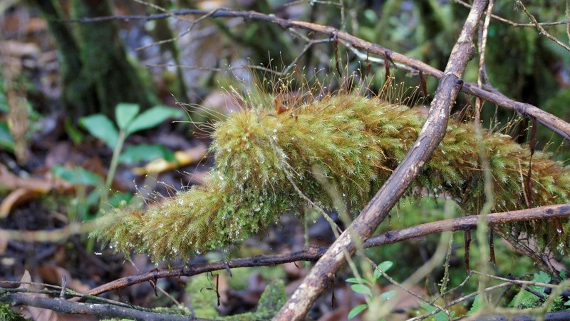 Pyrrhobryum Moss photo 3