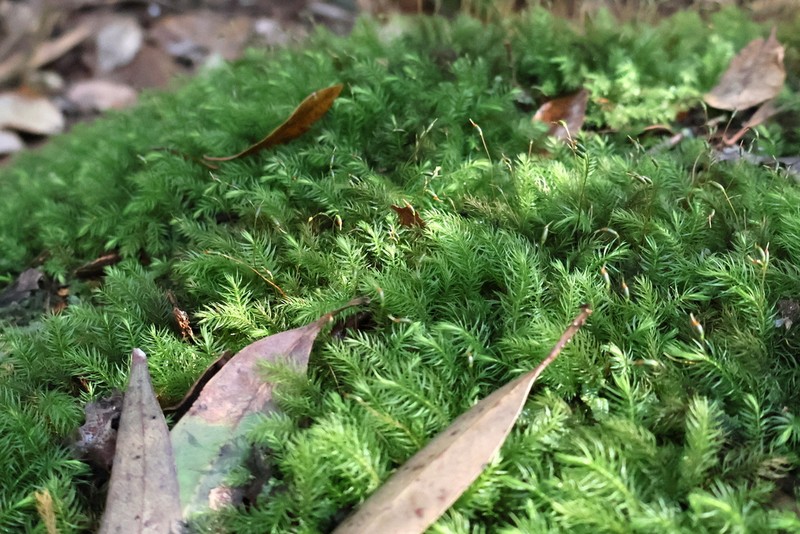 Pyrrhobryum Moss photo 4