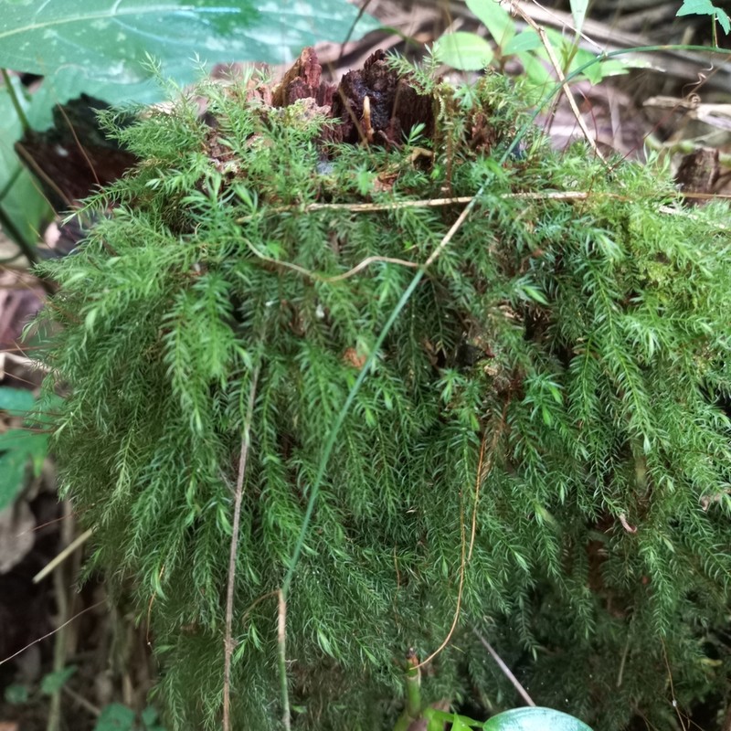 Pyrrhobryum Moss photo 5