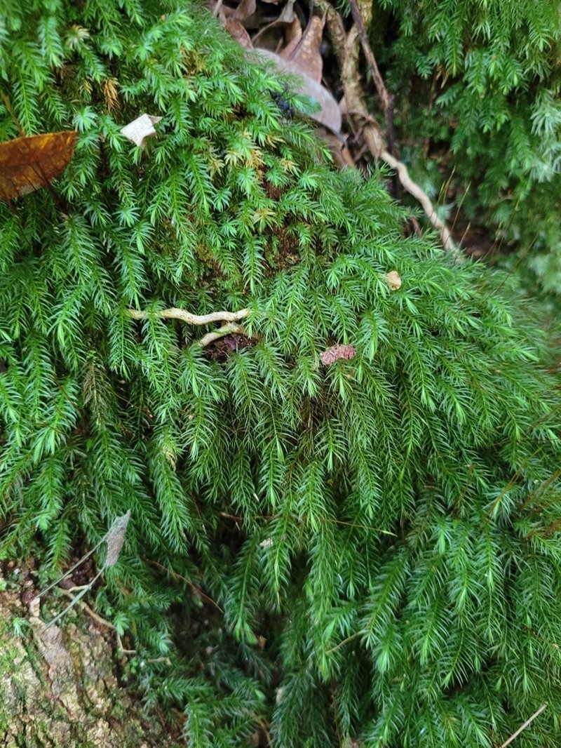 Pyrrhobryum Moss photo 6