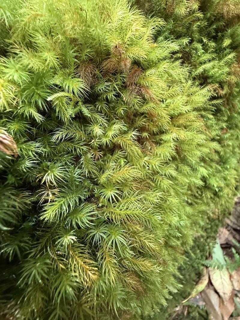 Pyrrhobryum Moss photo 7