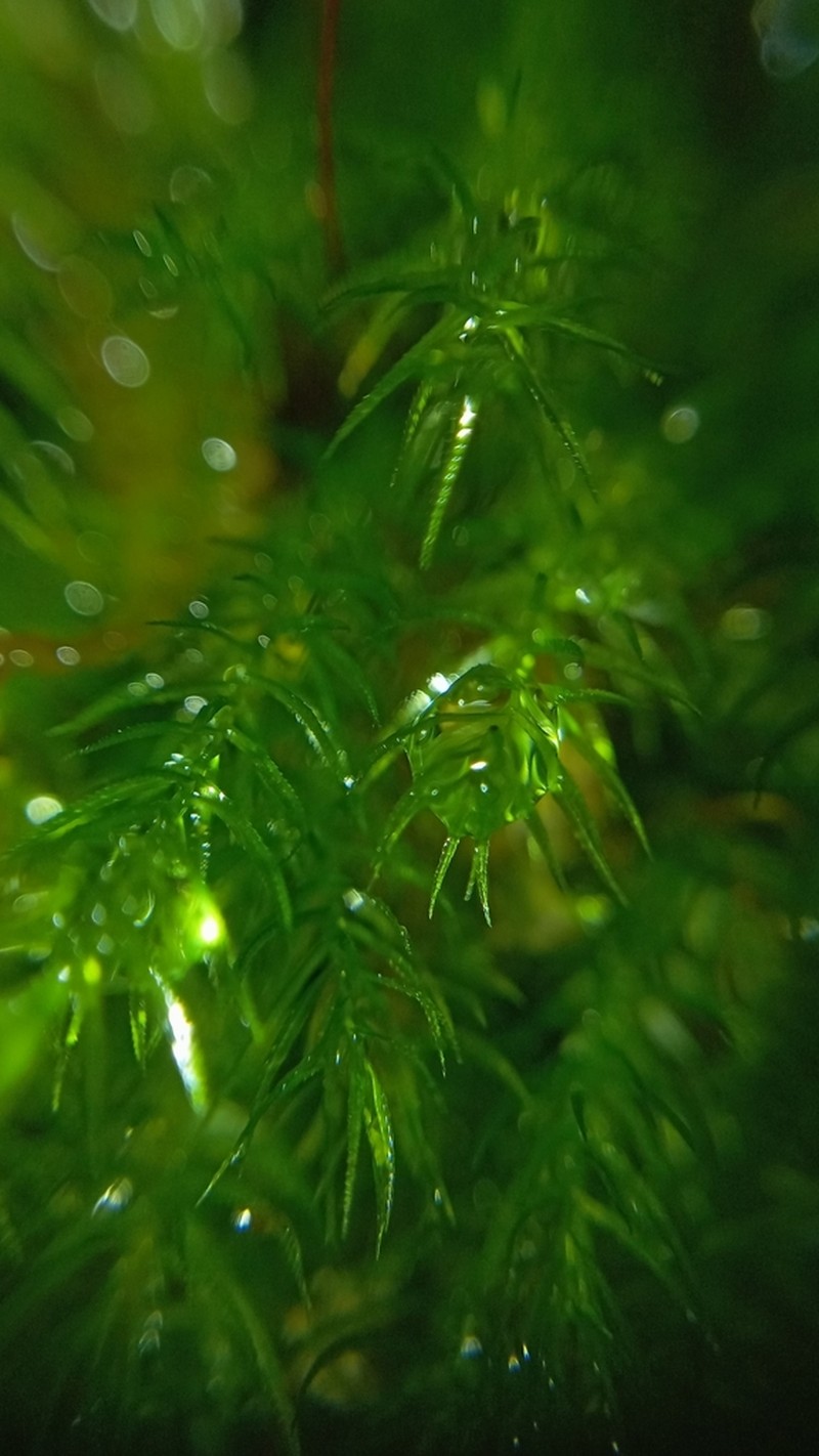 Pyrrhobryum Moss photo 8