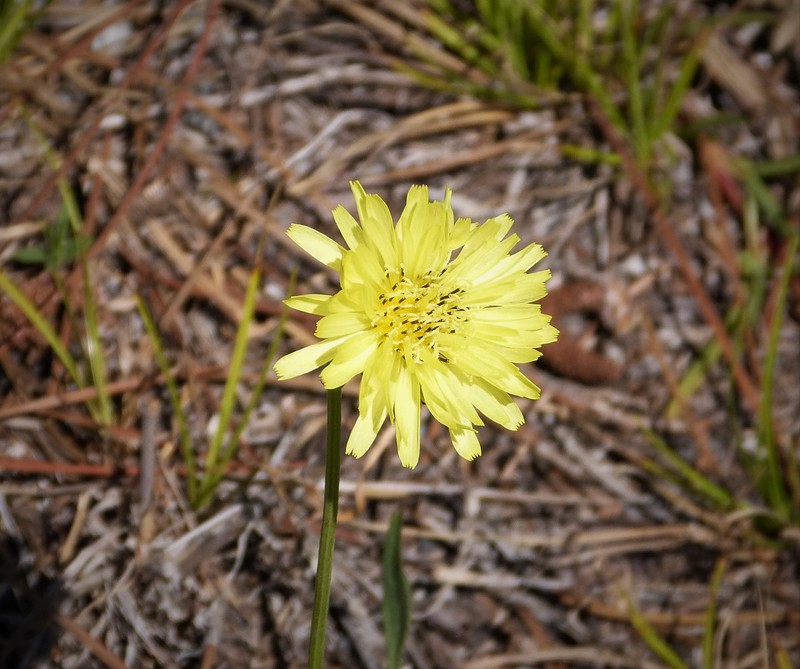 Carolina Desert-Chicory photo 2
