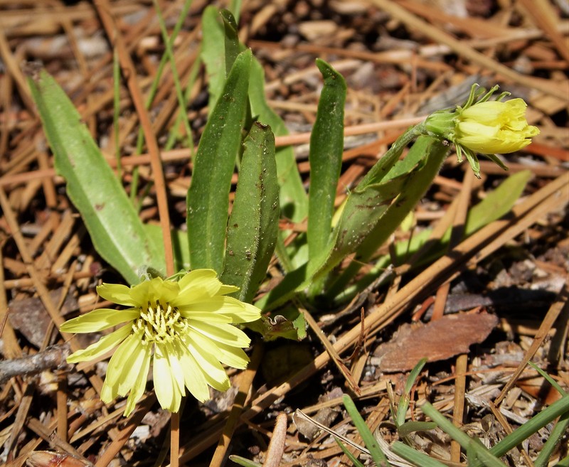 Carolina Desert-Chicory photo 3