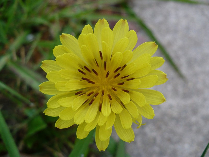 Carolina Desert-Chicory photo 4