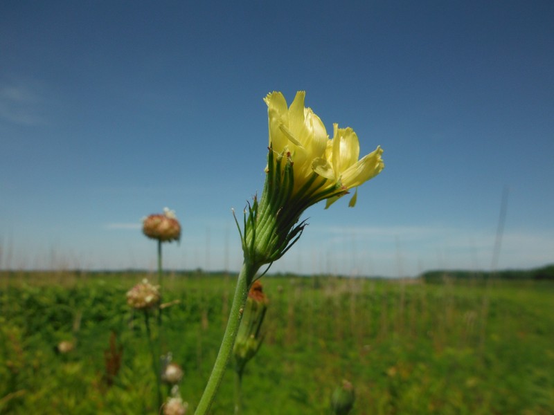 Carolina Desert-Chicory
