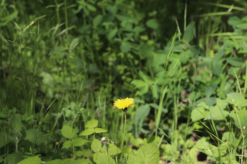 Carolina Desert-Chicory photo 5