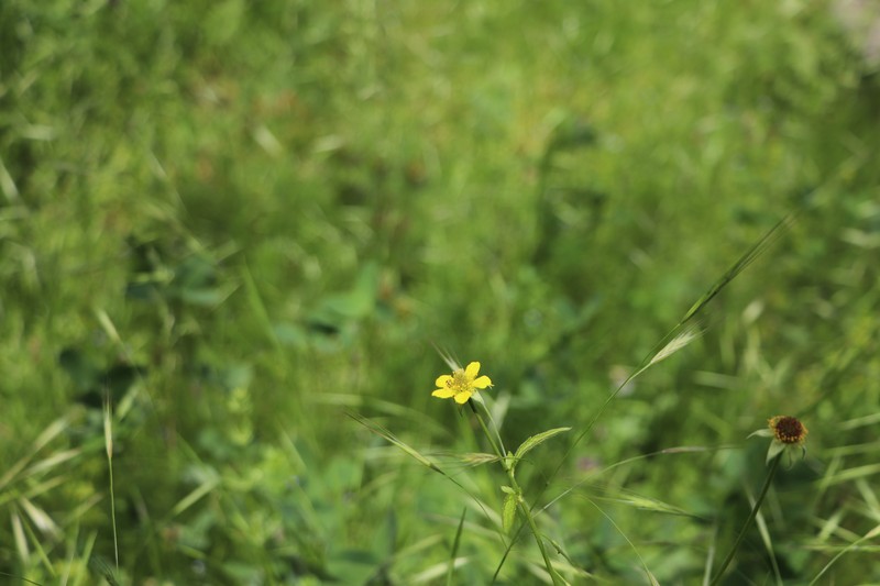 Carolina Desert-Chicory photo 6