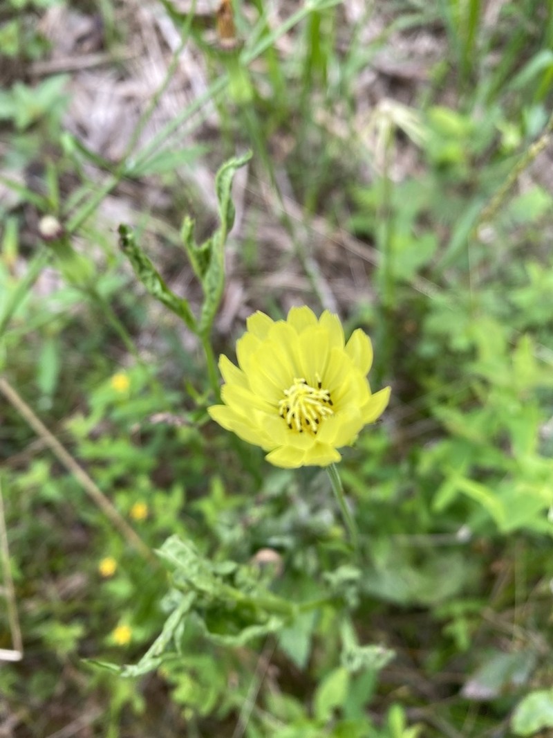Carolina Desert-Chicory photo 3