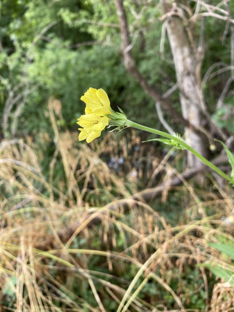 Carolina Desert-Chicory photo 4