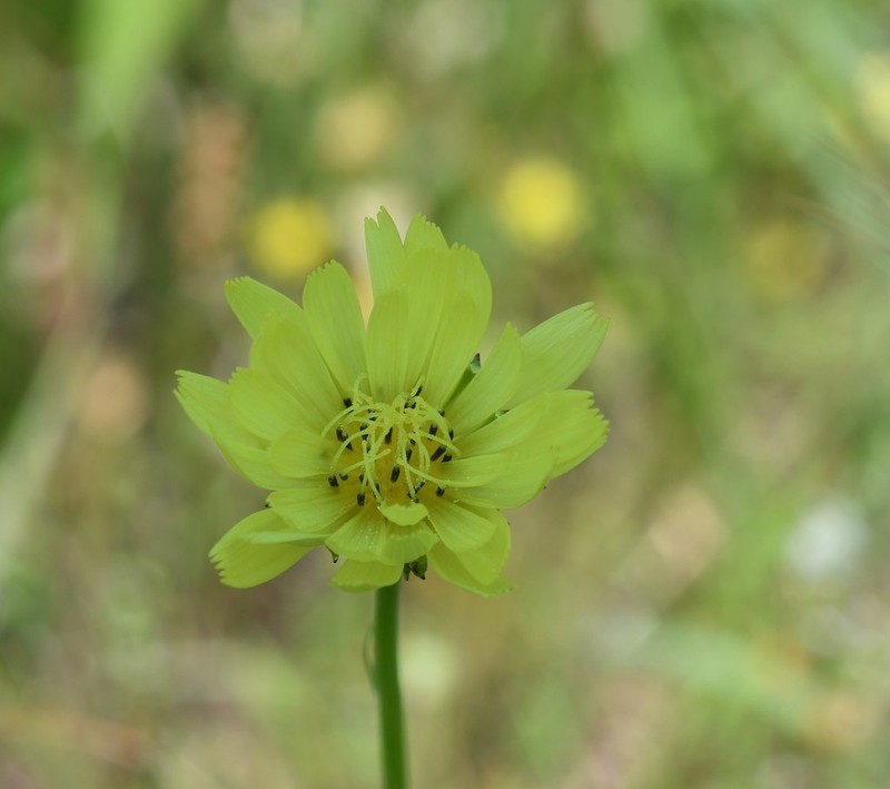 Carolina Desert-Chicory photo 5