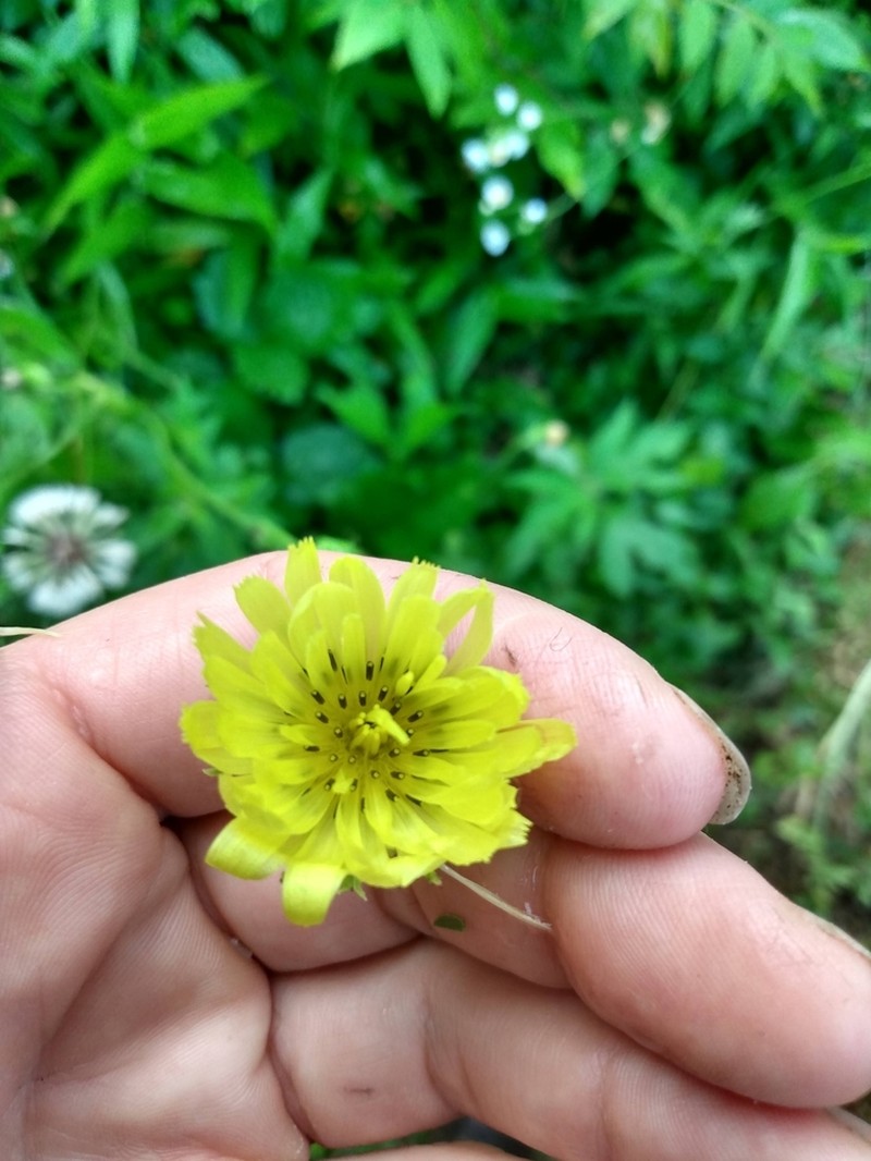 Carolina Desert-Chicory photo 6