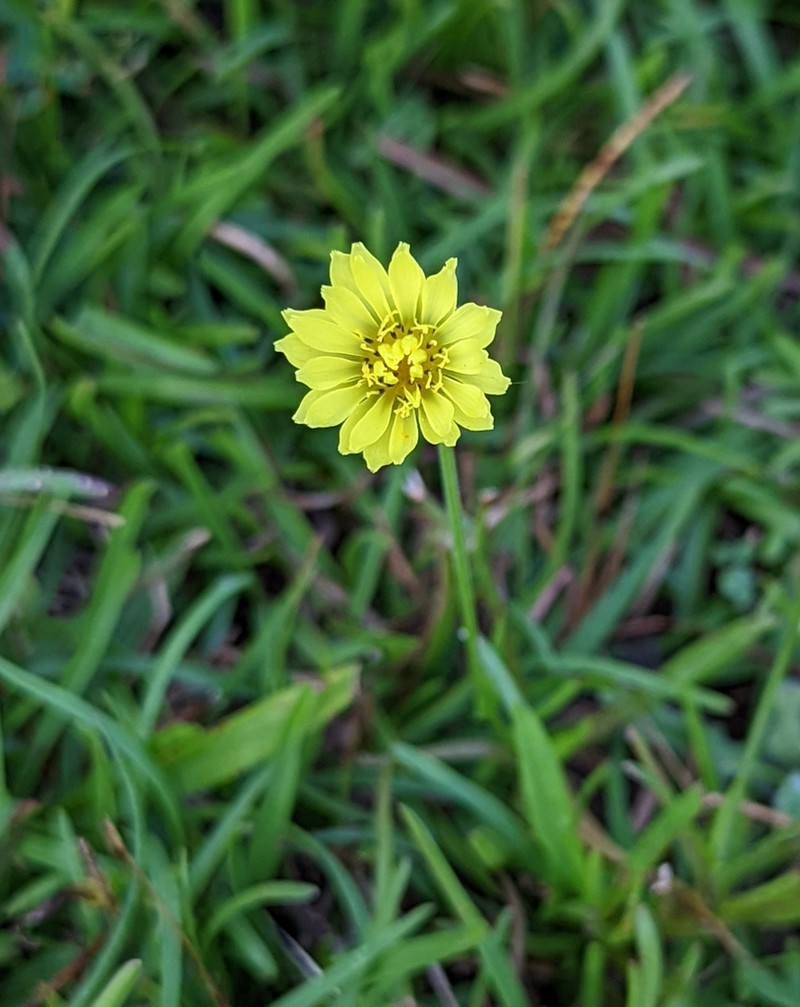 Carolina Desert-Chicory photo 7