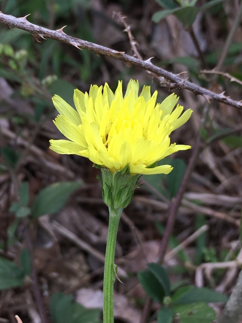 Carolina Desert-Chicory photo 8