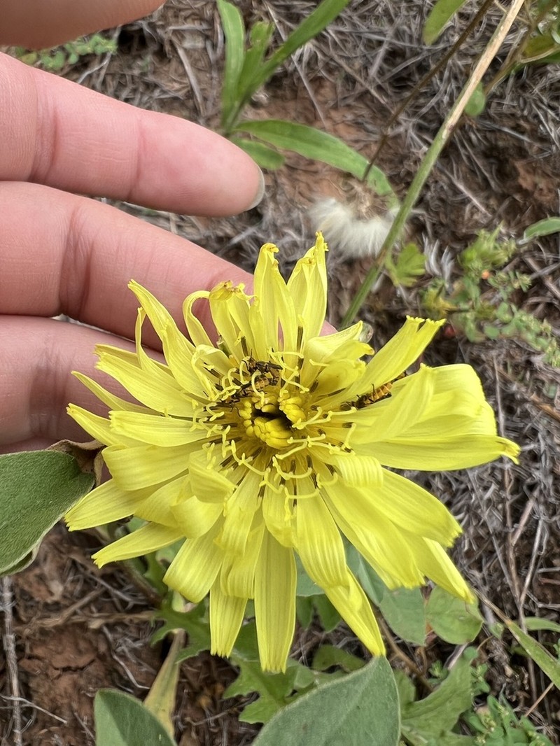Tuberous Desert-Chicory