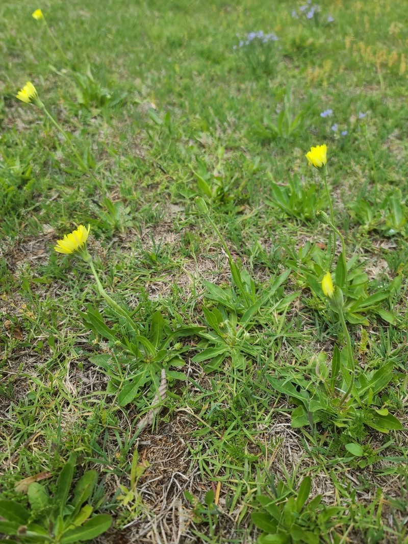 Tuberous Desert-Chicory photo 2