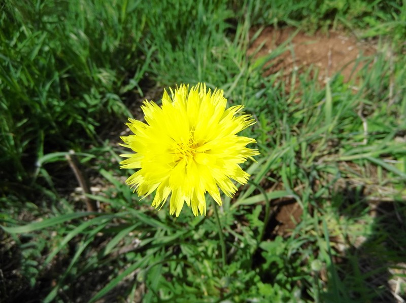 Tuberous Desert-Chicory photo 3