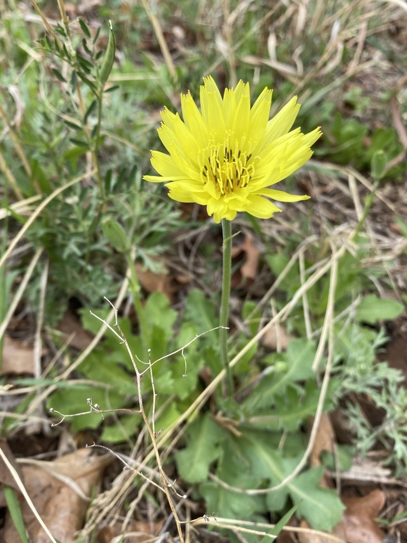 Tuberous Desert-Chicory photo 4