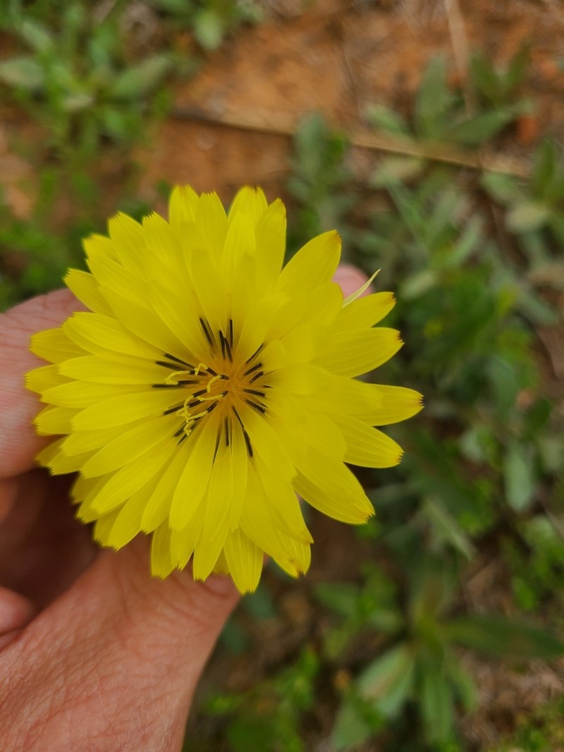 Tuberous Desert-Chicory photo 5