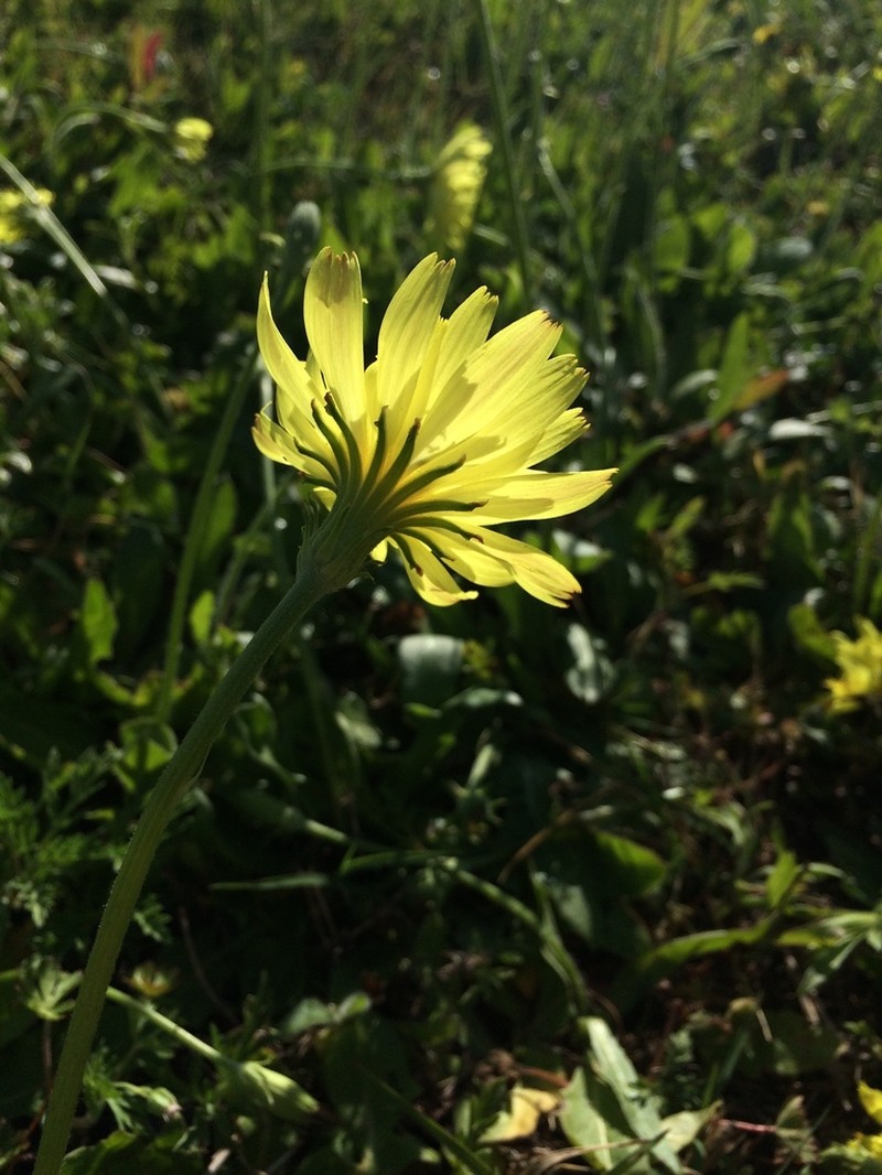 Tuberous Desert-Chicory photo 6