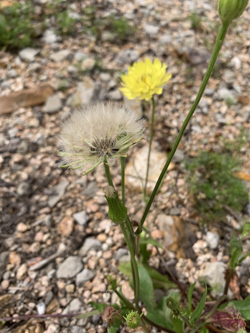 Smallflower Desert-Chicory