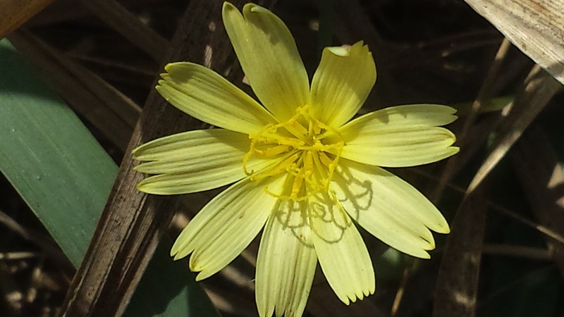 Smallflower Desert-Chicory photo 2