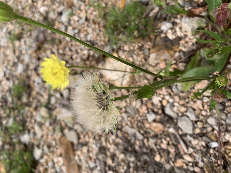 Smallflower Desert-Chicory photo 3