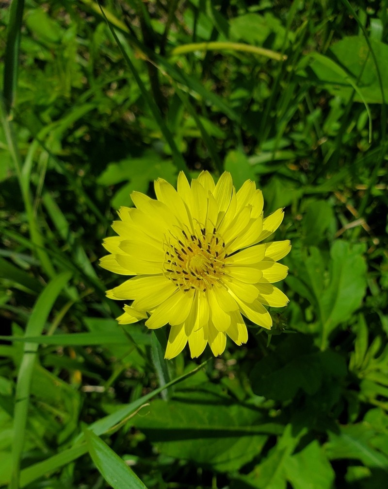 Smallflower Desert-Chicory photo 3