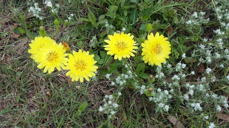 Smallflower Desert-Chicory photo 4