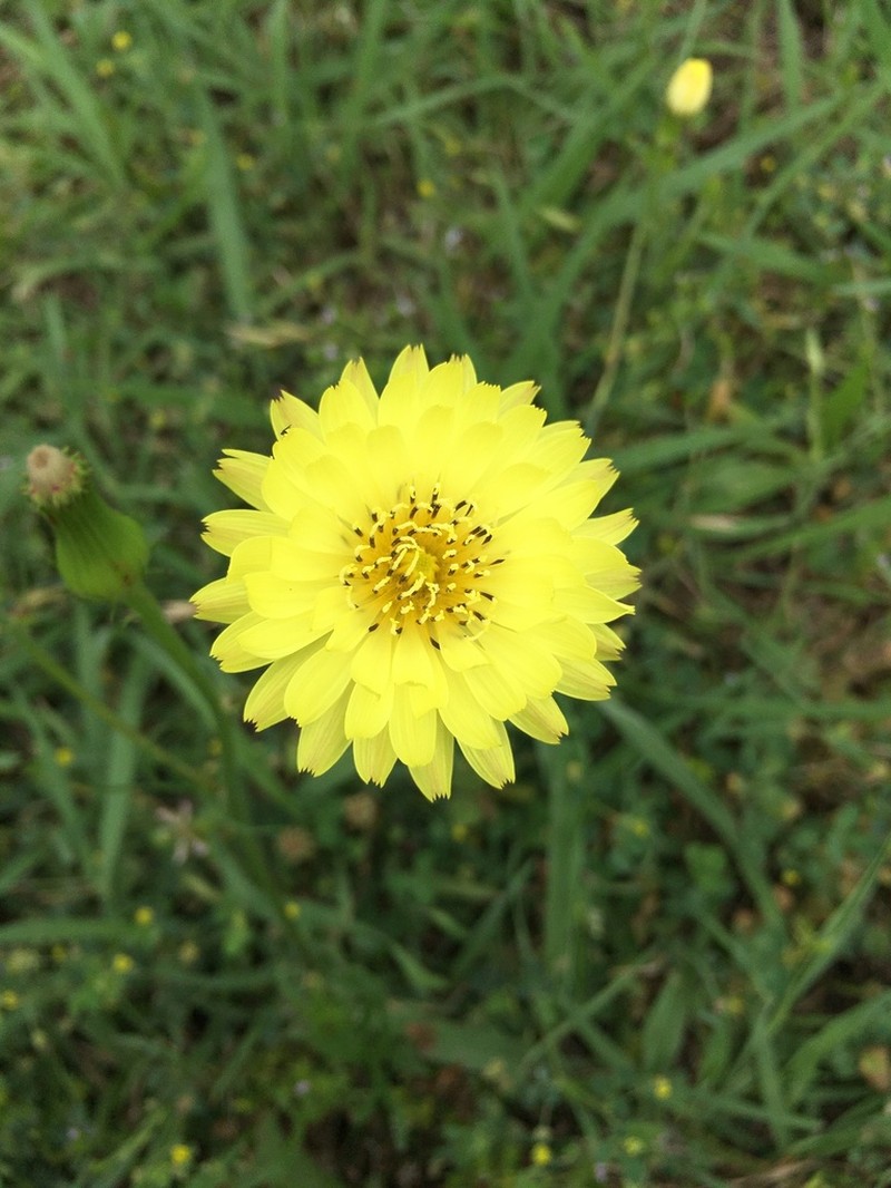 Smallflower Desert-Chicory photo 5