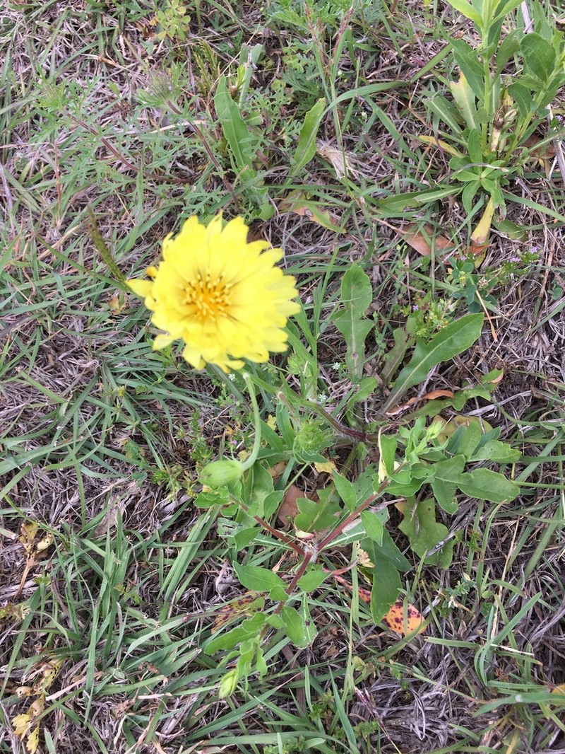 Smallflower Desert-Chicory photo 6