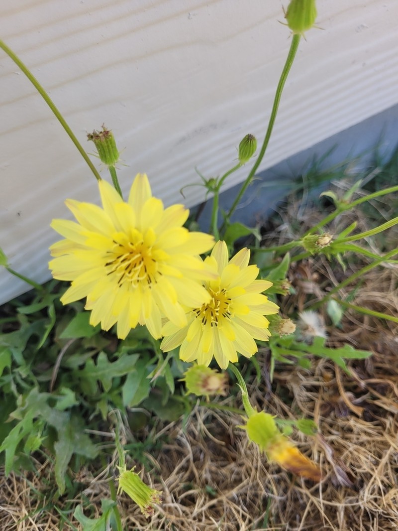 Smallflower Desert-Chicory photo 7