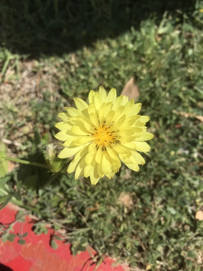 Smallflower Desert-Chicory photo 8
