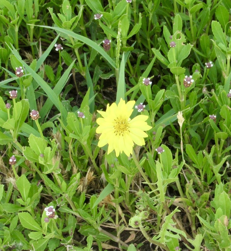 Smallflower Desert-Chicory photo 9