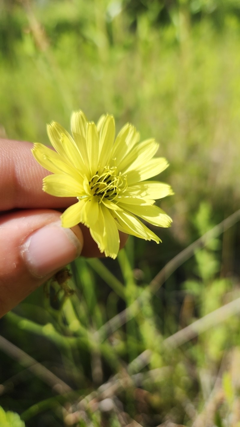 Pyrrhopappus rothrockii