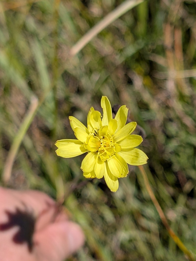 Pyrrhopappus rothrockii photo 3