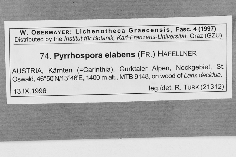 Pyrrhospora elabens photo 5