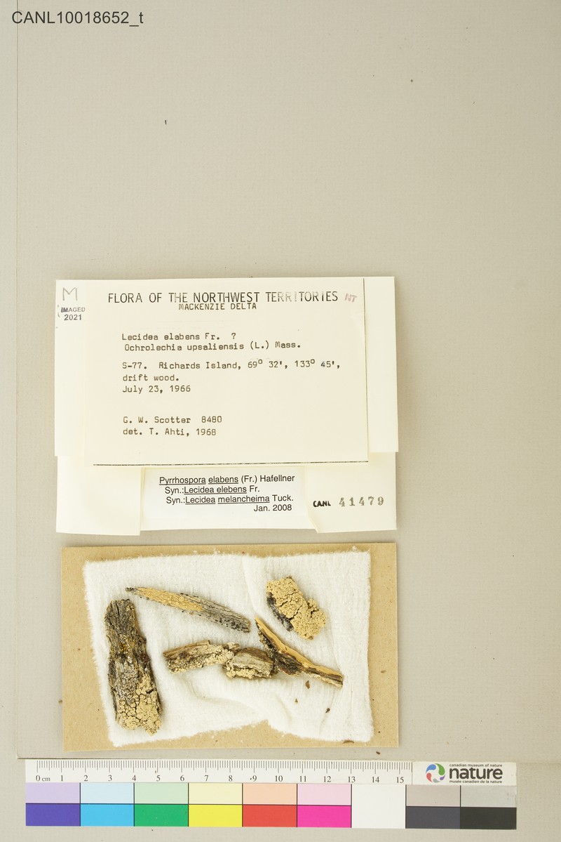Pyrrhospora elabens photo 6