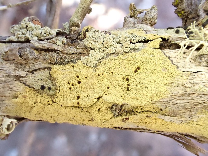 Pyrrhospora Lichen