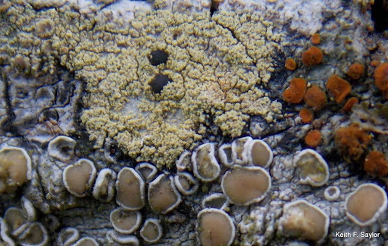 Pyrrhospora Lichen photo 2