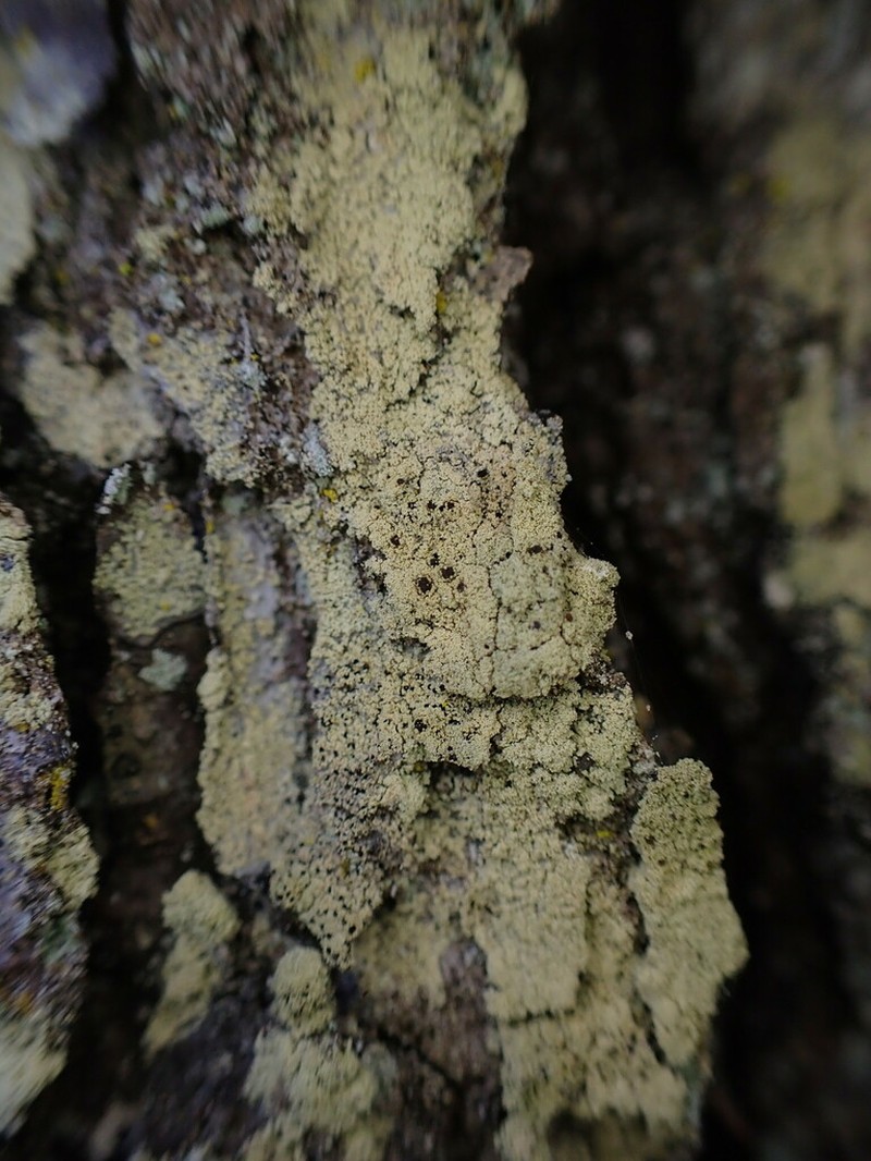 Pyrrhospora Lichen photo 3