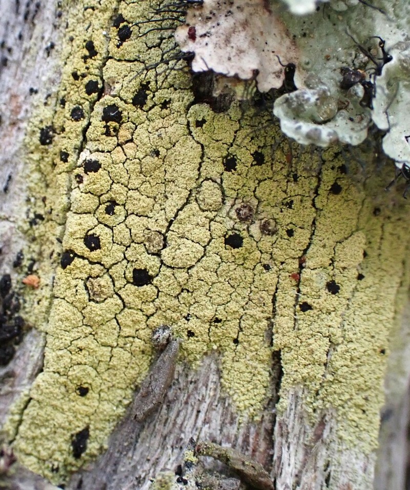 Pyrrhospora Lichen photo 4