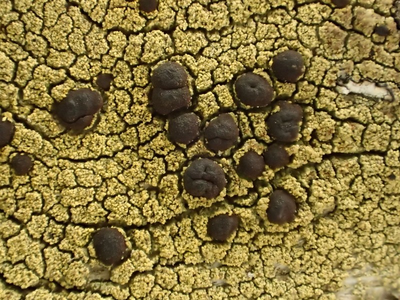 Pyrrhospora Lichen photo 5