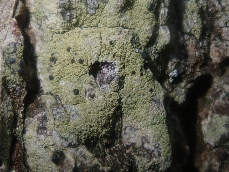 Pyrrhospora Lichen photo 6