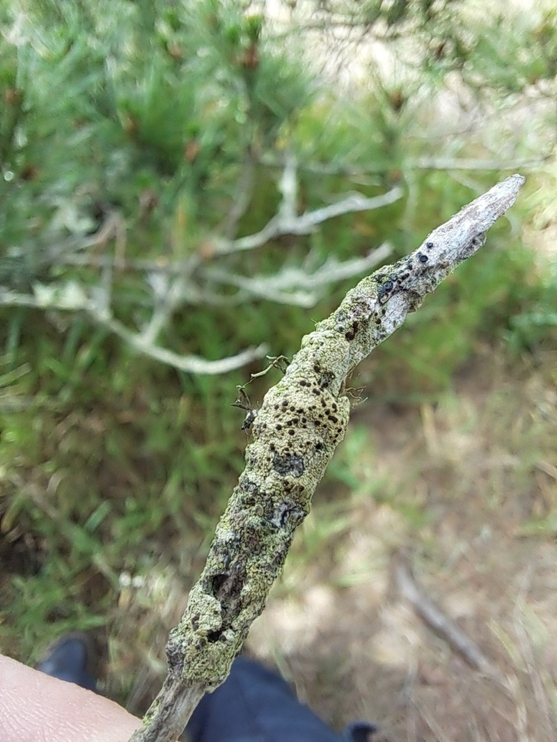 Pyrrhospora Lichen photo 7